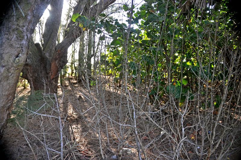 Invasive plant Australian Pine growing along the coast