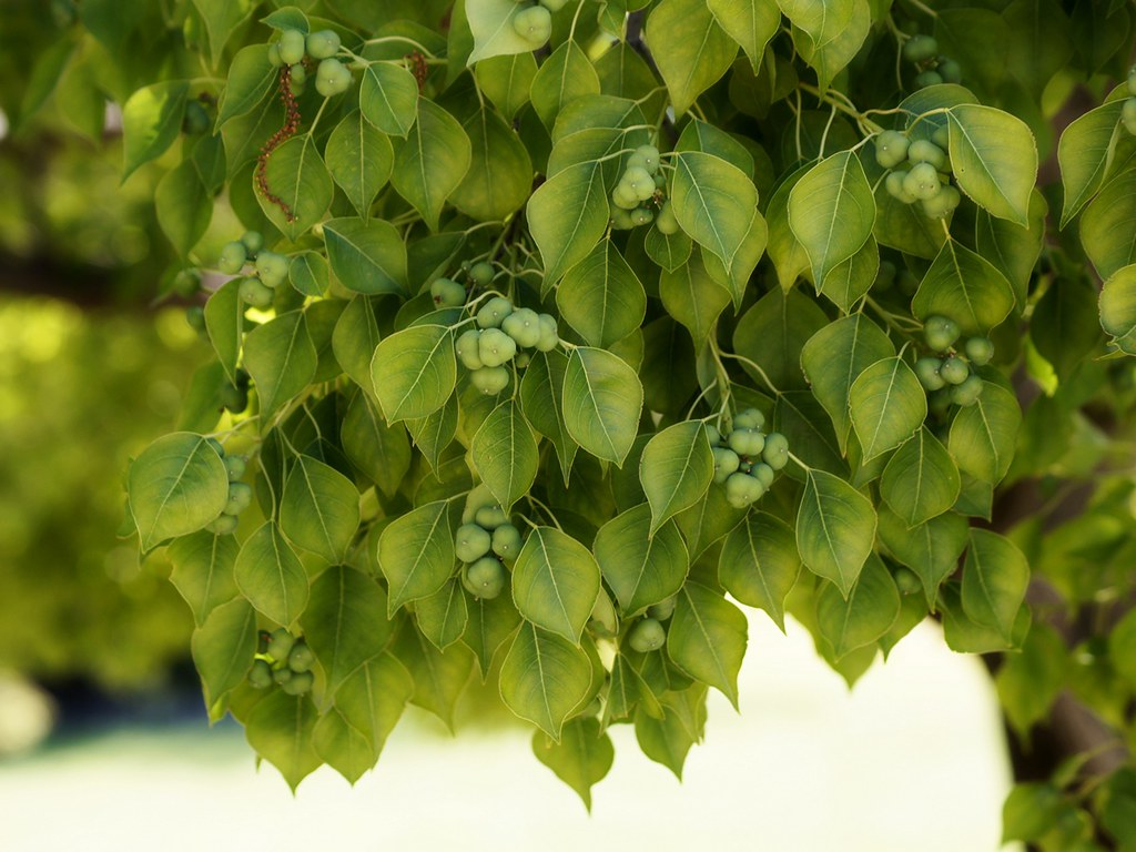 Invasive plant Chinese Tallow