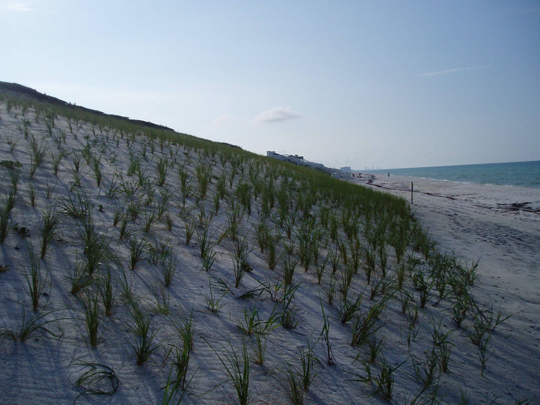 Alys Beach Dunes after first Planting was concluded