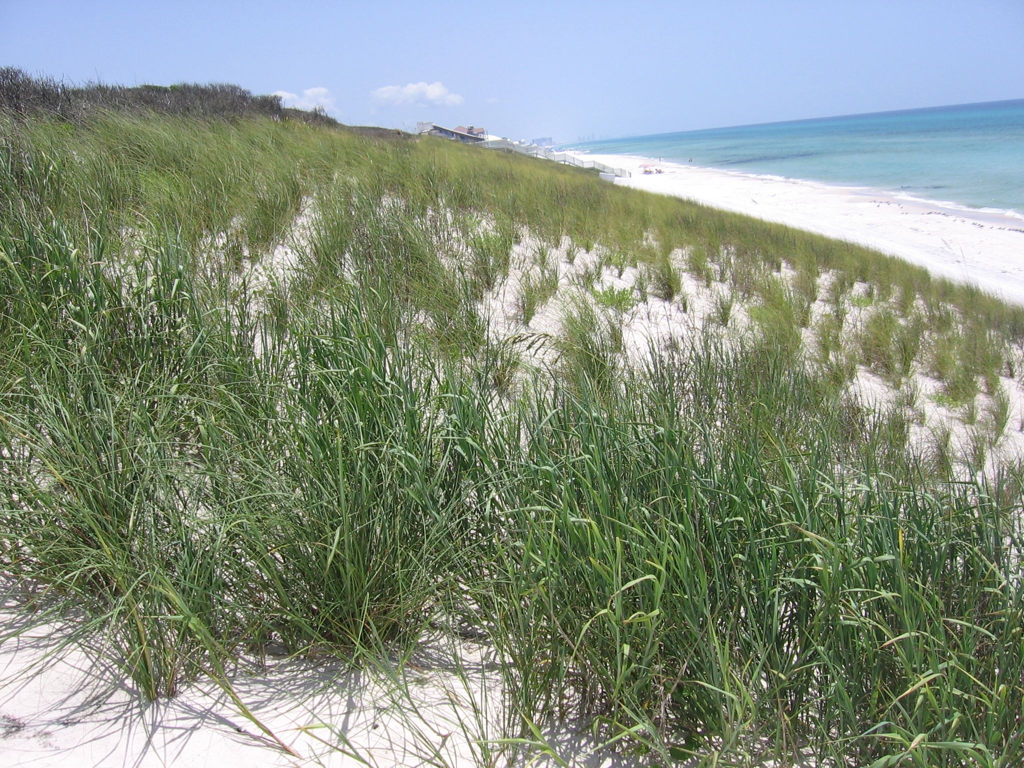 Alys Beach Dunes with Coastal Vegetation Steadily Growing 