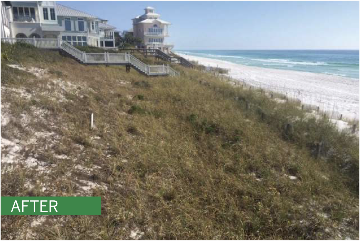 A successful dune restoration project in Walton County, Florida