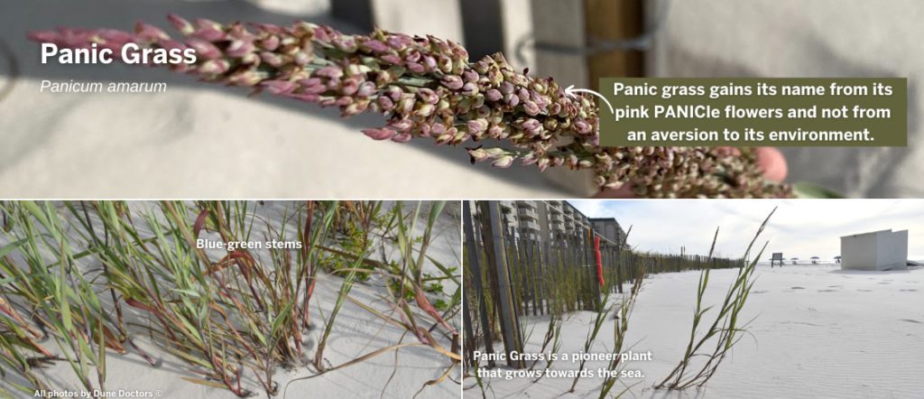 Panic Grass installation by Dune Doctors in Perdido Key Beach
