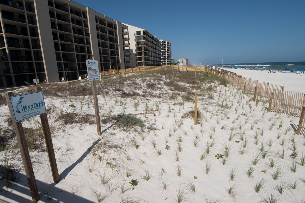 To stabilize your existing sand dune, install native vegetation on the bare areas. 