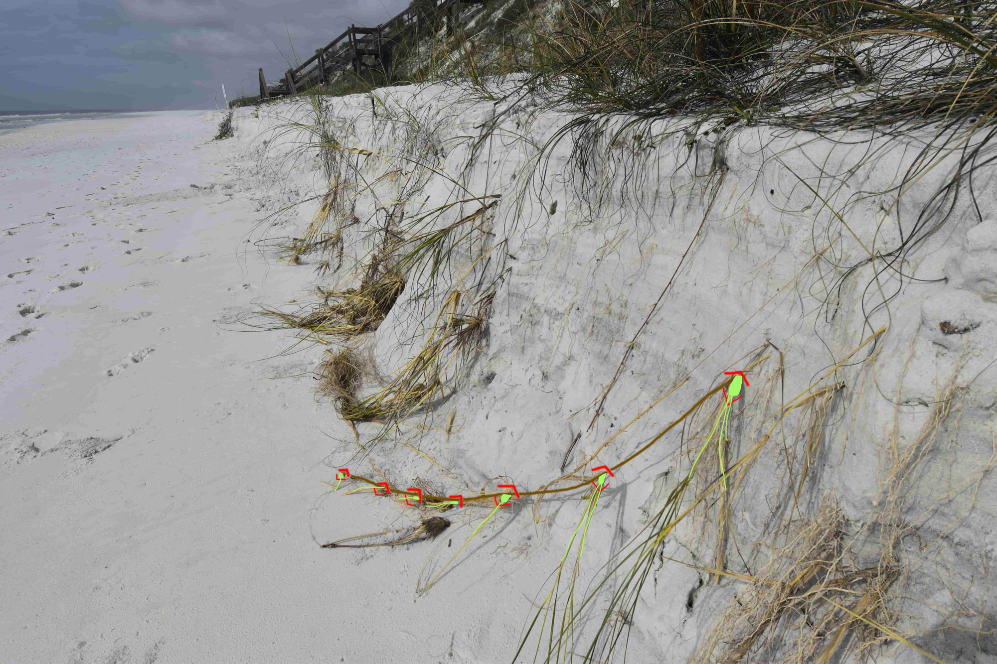 Sea Oats colonize a dune with rhizomes.